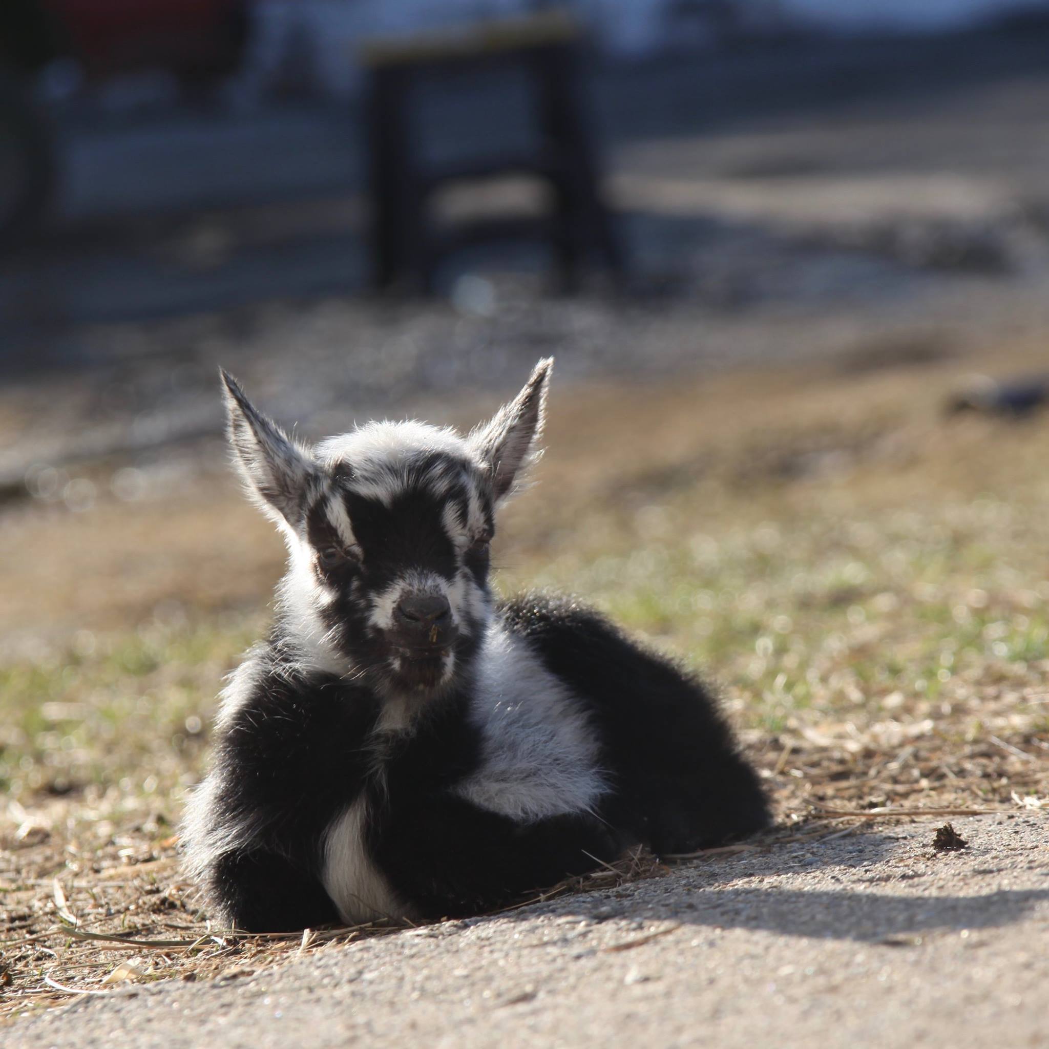 Baby Goats