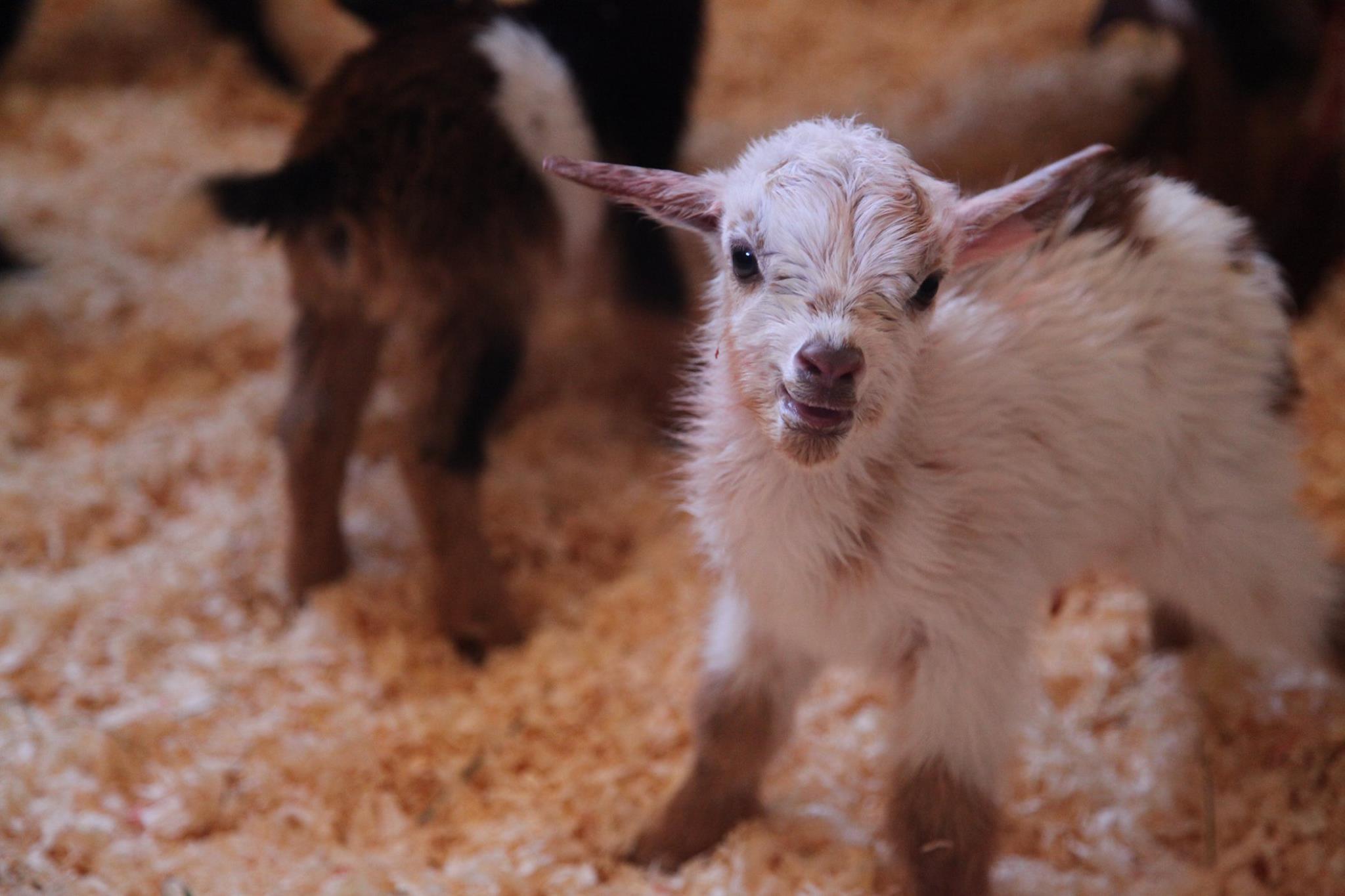 Baby Goats Playing