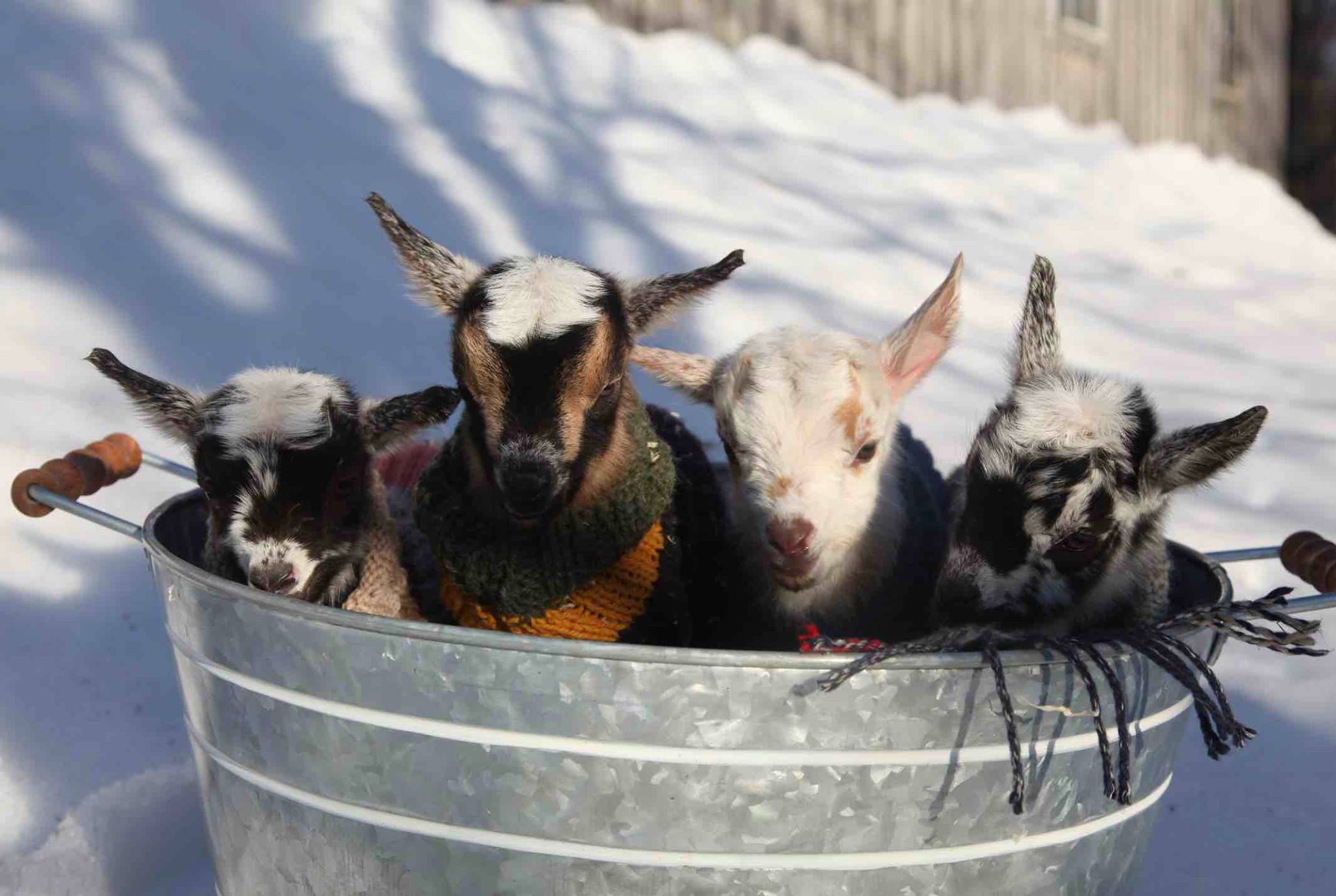 Baby Goats in a Bucket