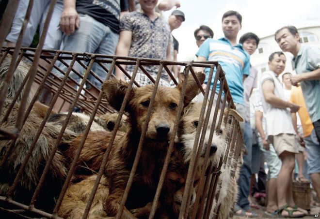 Taiwan Becomes First Asian Country to Officially Ban Eating Dog and Cat Meat