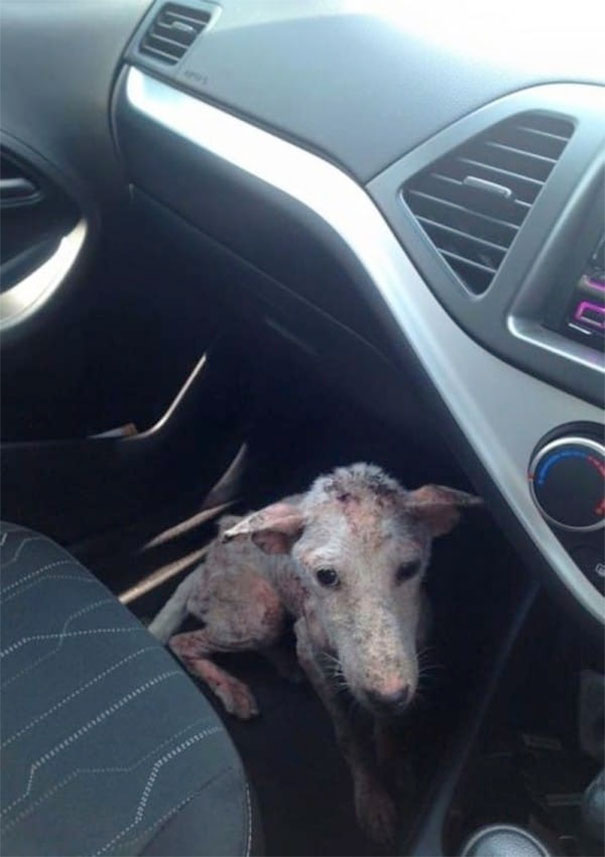 Stray sick dog risked jumping in a stranger’s car, saving her life 4