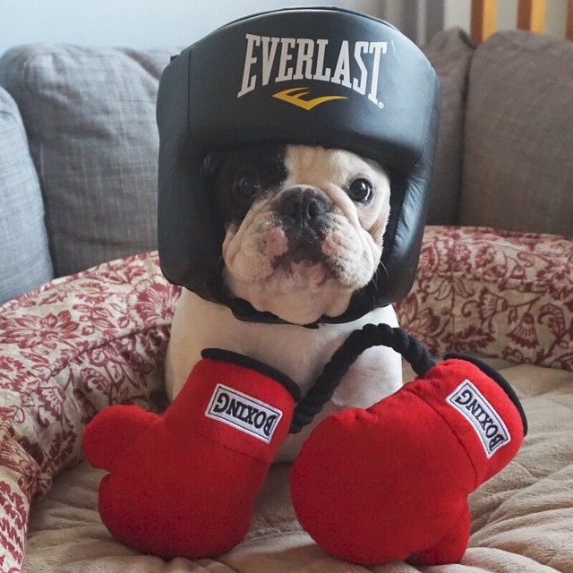 Manny The Frenchie - For all you football and fantasy football fans. Join  my league and help Chicago French Bulldog Rescue. Winner will win two  flights and a hotel to Chicago to