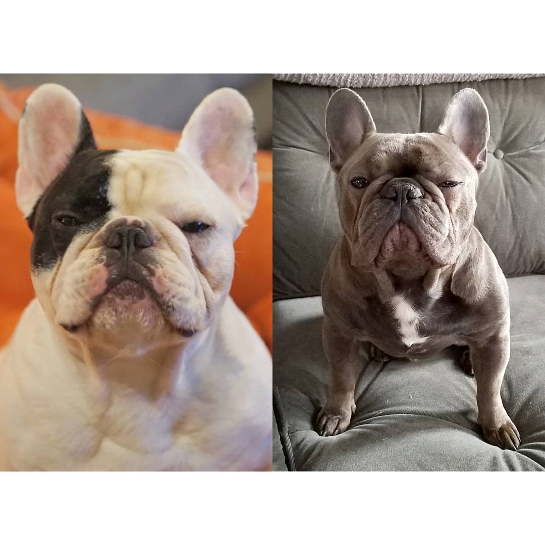 Manny The Frenchie - For all you football and fantasy football fans. Join  my league and help Chicago French Bulldog Rescue. Winner will win two  flights and a hotel to Chicago to