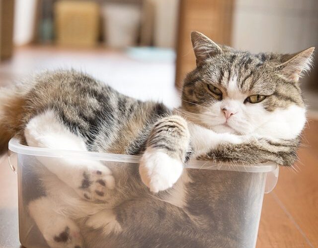 “If It Fits, I Sits”, Maru, the Cardboard Box King’s Mantra Could Teach us All Something
