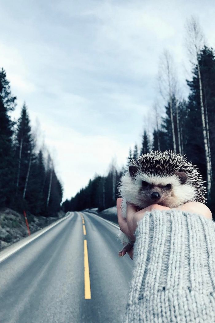 The “world’s cutest adventurer” Mr. Pokee is an African Pygmy Hedgehog ...