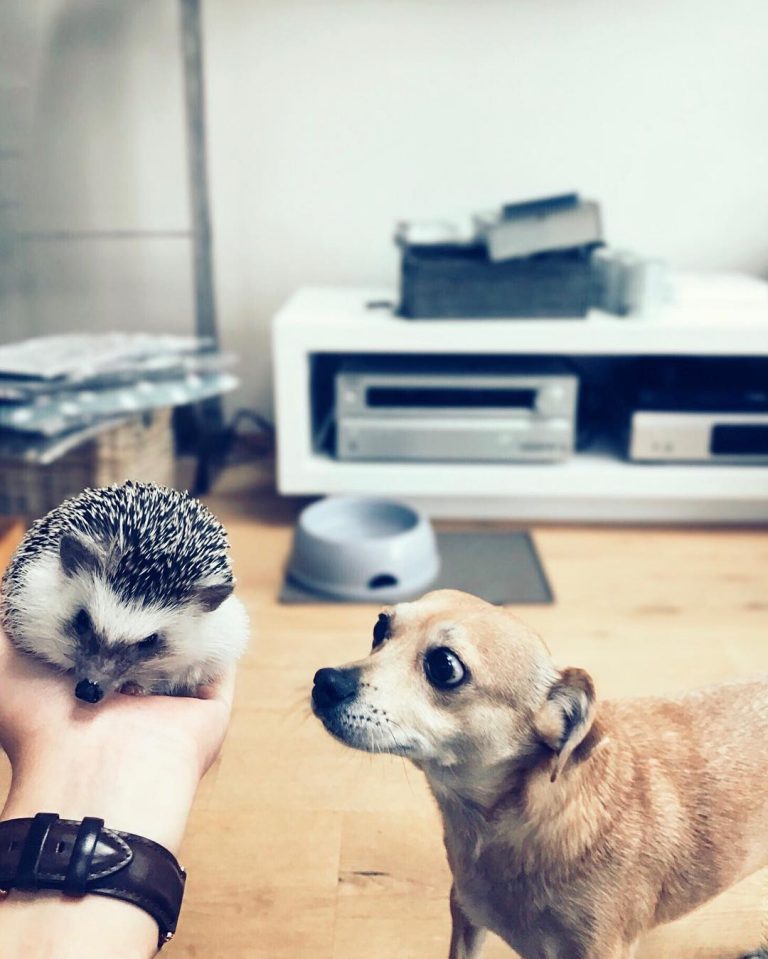 The “world’s cutest adventurer” Mr. Pokee is an African Pygmy Hedgehog ...