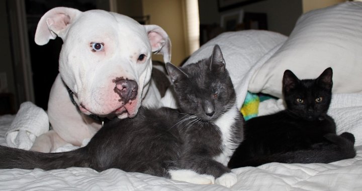Pit Bull Mom Adopting 3 Blind Kittens
