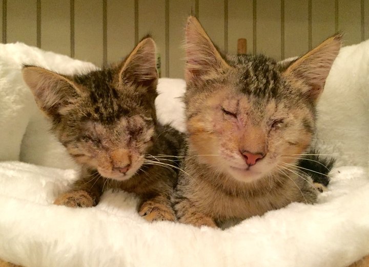 Blind kittens adopted by a pit bull