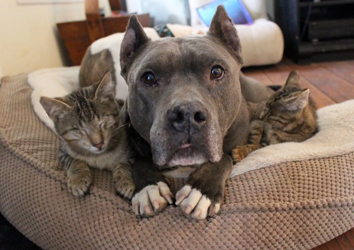 The Rescue Pitbull mom with her new kittens