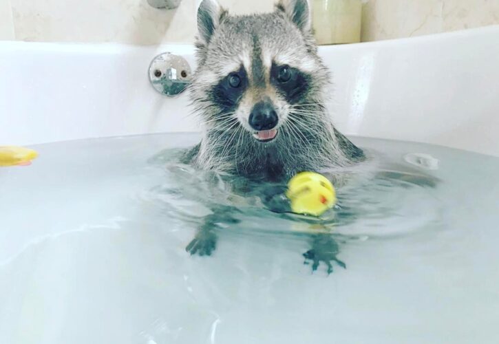 Pumpkin the Orphaned Raccoon That Thinks She’s a Dog