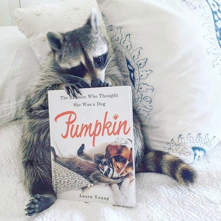 pumpkintheraccoon