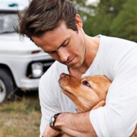 Ryan Reynolds' pet Baxter