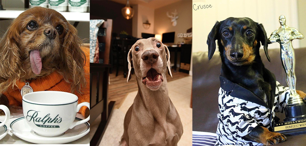 Top10 Instafamous Dogs to Follow That Pull at Your Heart Strings