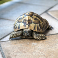 Naomi Watts' pet Turtle