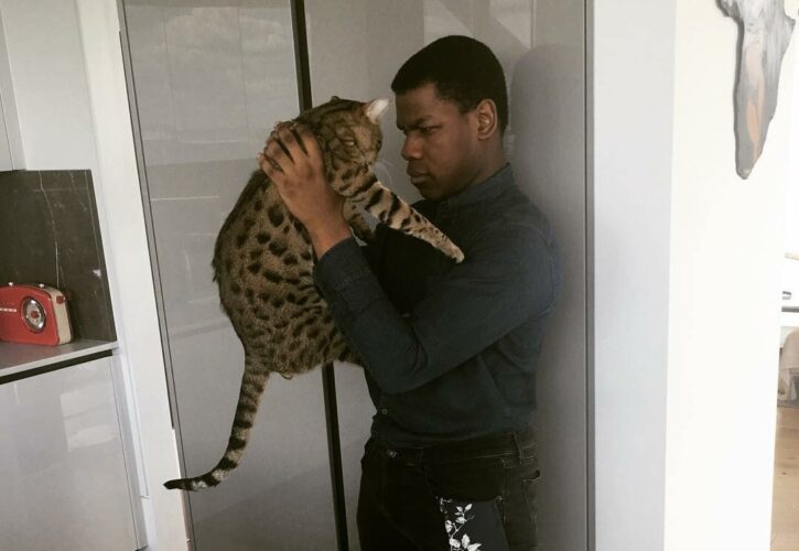 John Boyega Pets