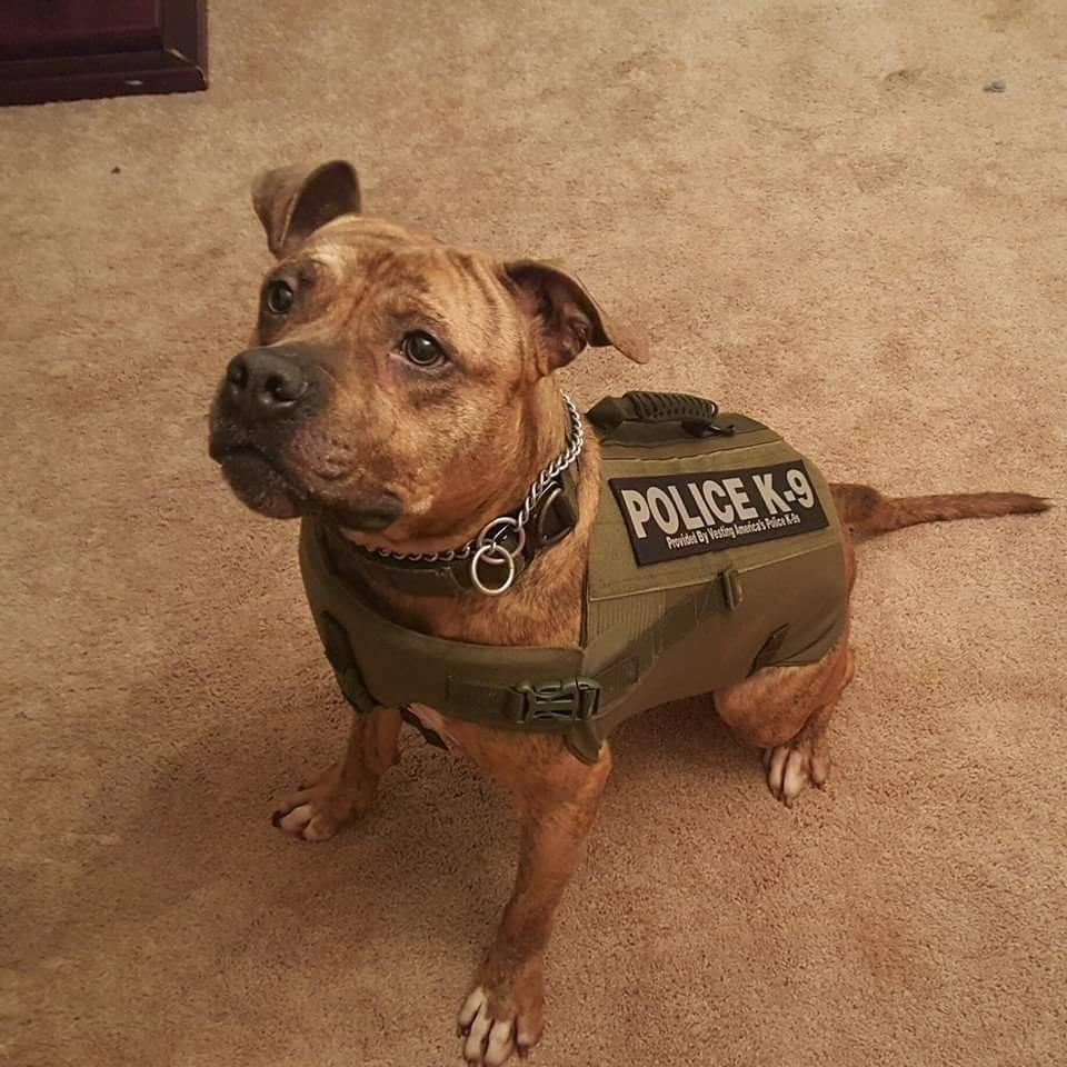 K9 Ruby Street Dog to Police Dog
