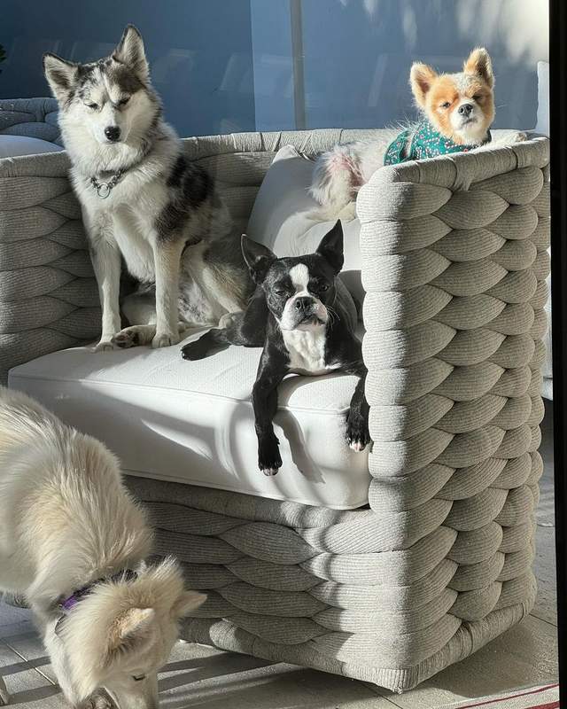 Rhea and Mark Wahlberg family dogs