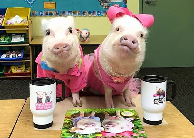Prissy and Poppleton the MiniPigs Who Will Melt Your Hearts