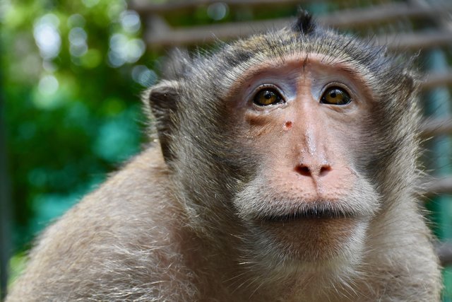 Rocket Macaque monkeywith an arrow in his skull 1