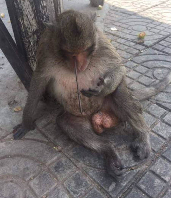 Rocket Macaque monkeywith an arrow in his skull 2