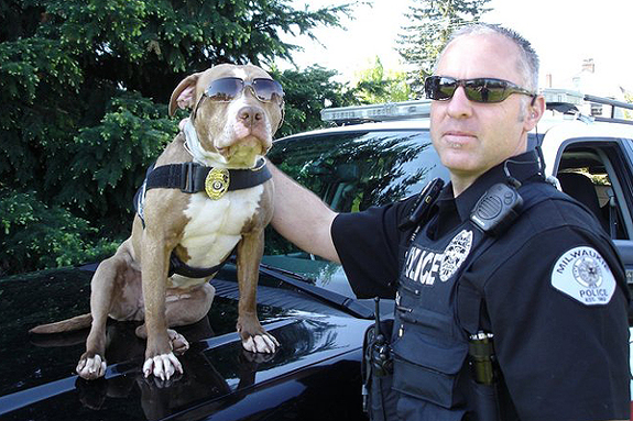 Top 5 Pitbull Rescues from the K9 Unit