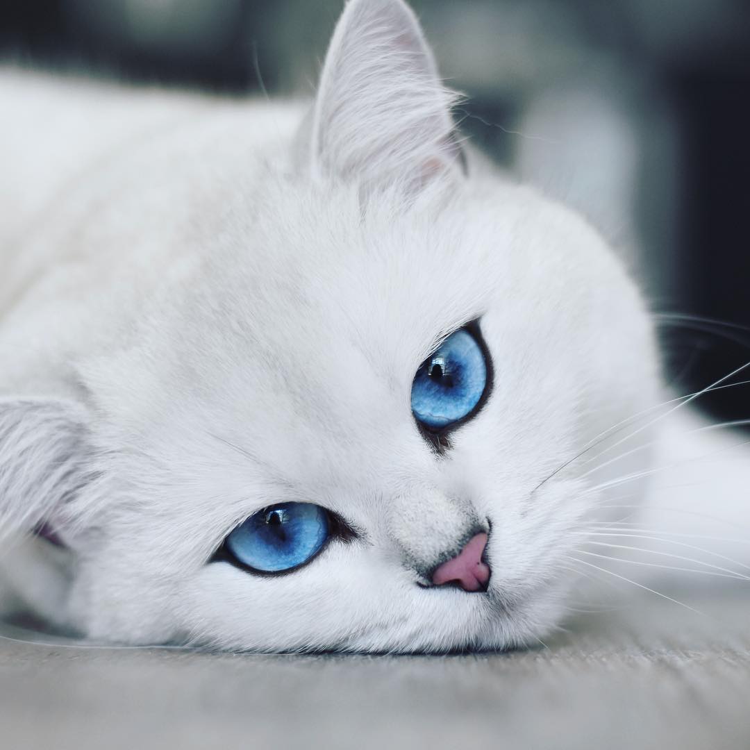 Coby the Cat Instagram Celebrity Pet Worth