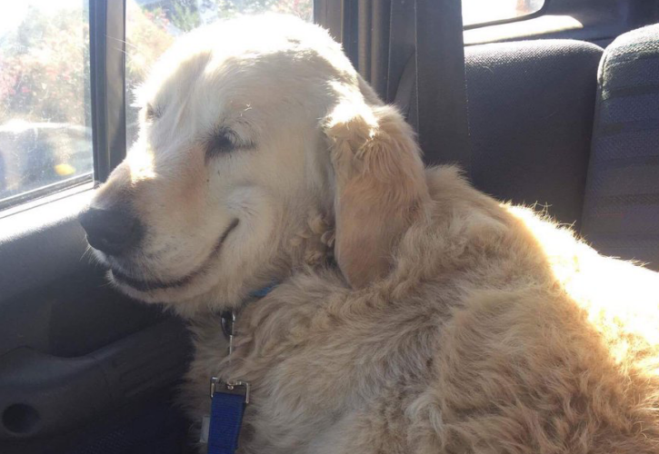 This smiling drugged-out dog makes surgery look like fun