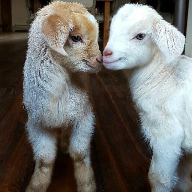 goatsofanarchy