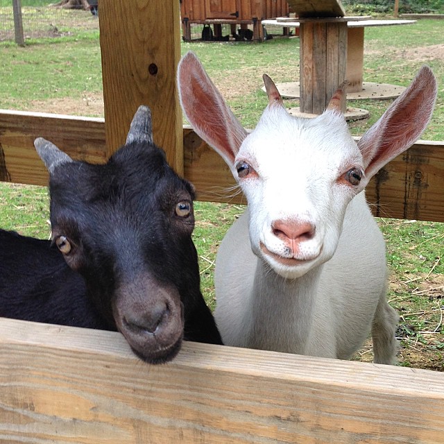 goatsofanarchy