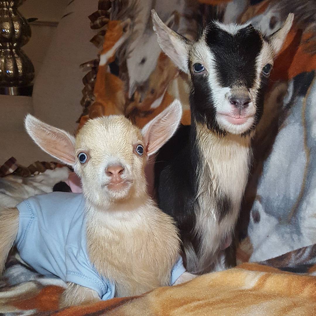 goatsofanarchy