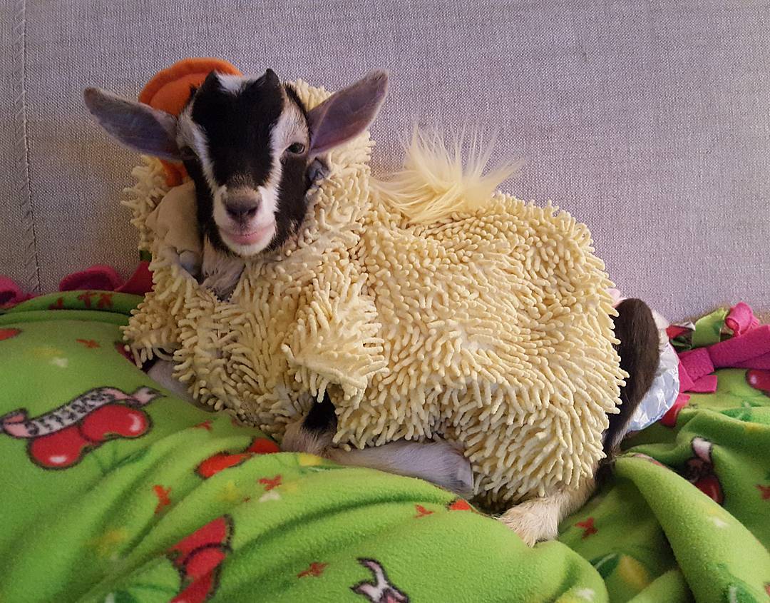 goatsofanarchy