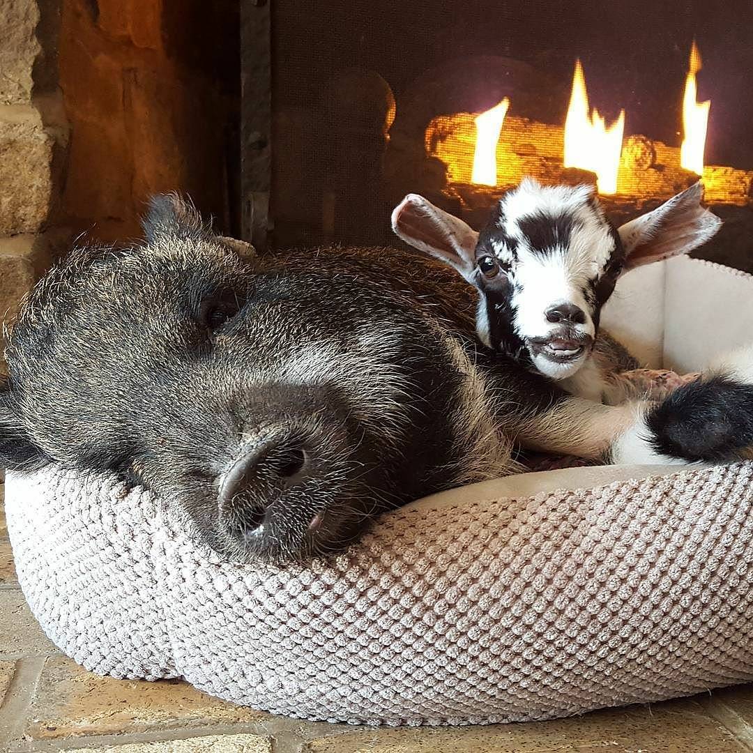 goatsofanarchy