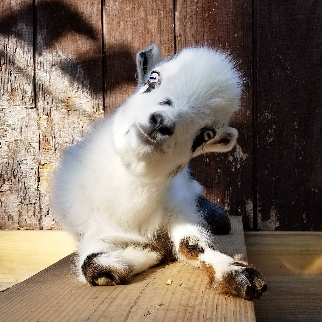 goatsofanarchy