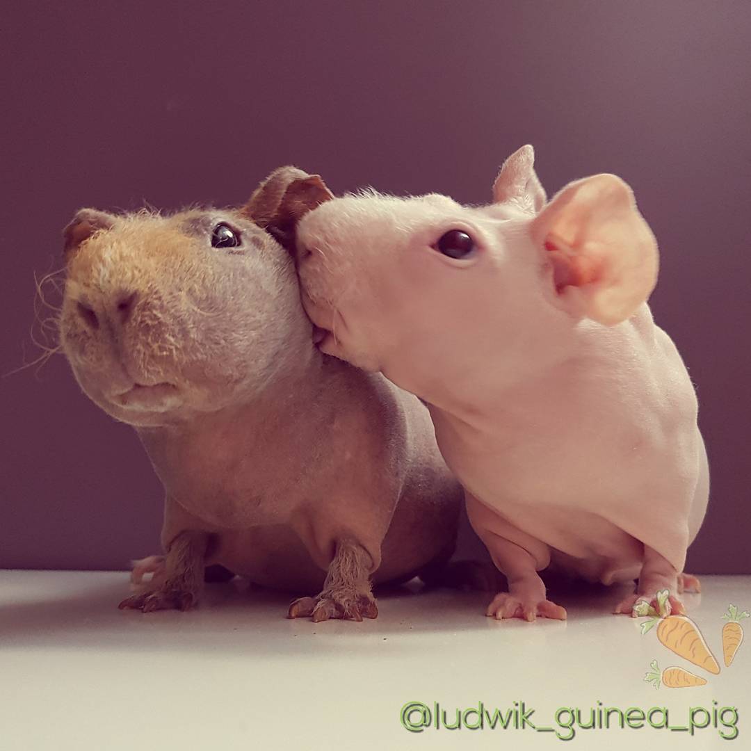 ludwik_guinea_pig