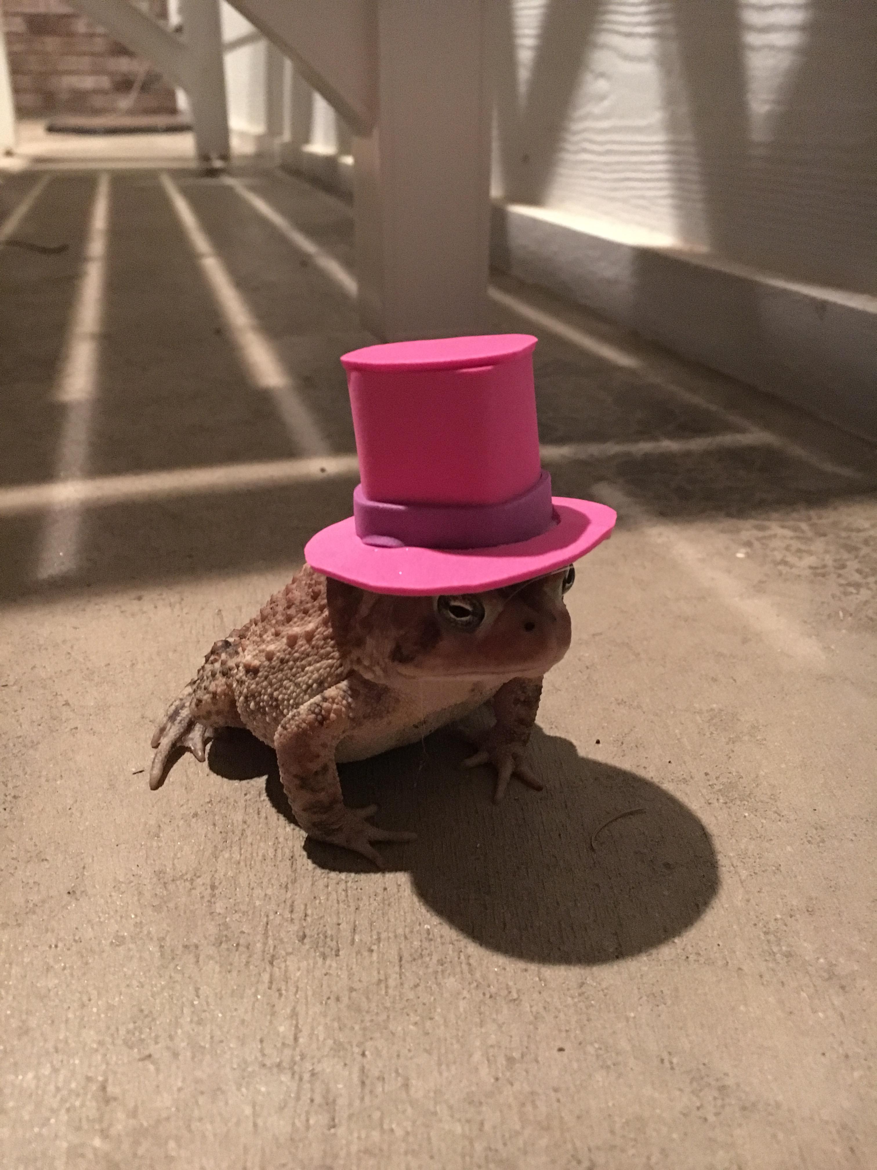 Man makes cute hats for toad that visits his porch 3