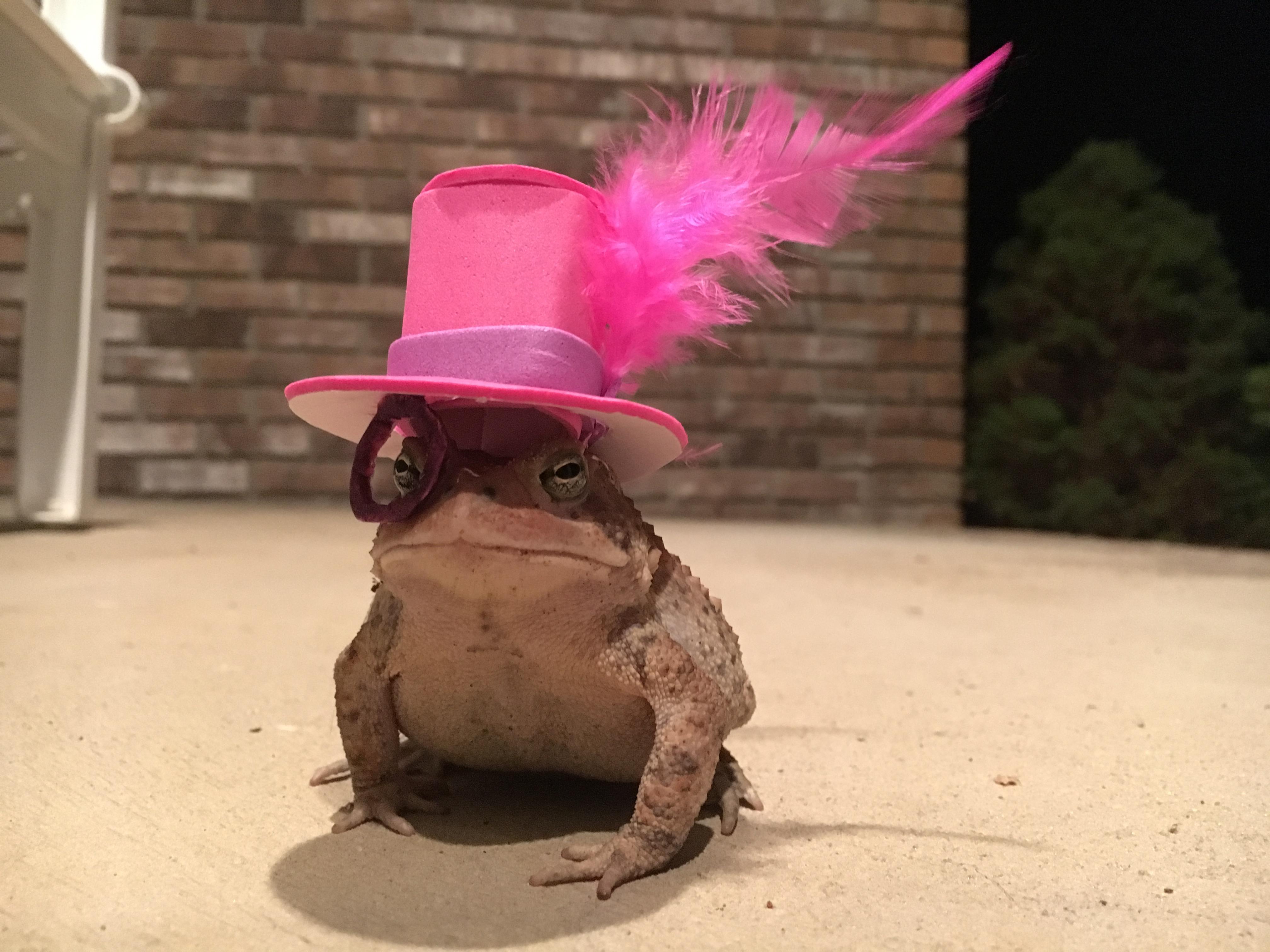 Man makes cute hats for toad that visits his porch 4