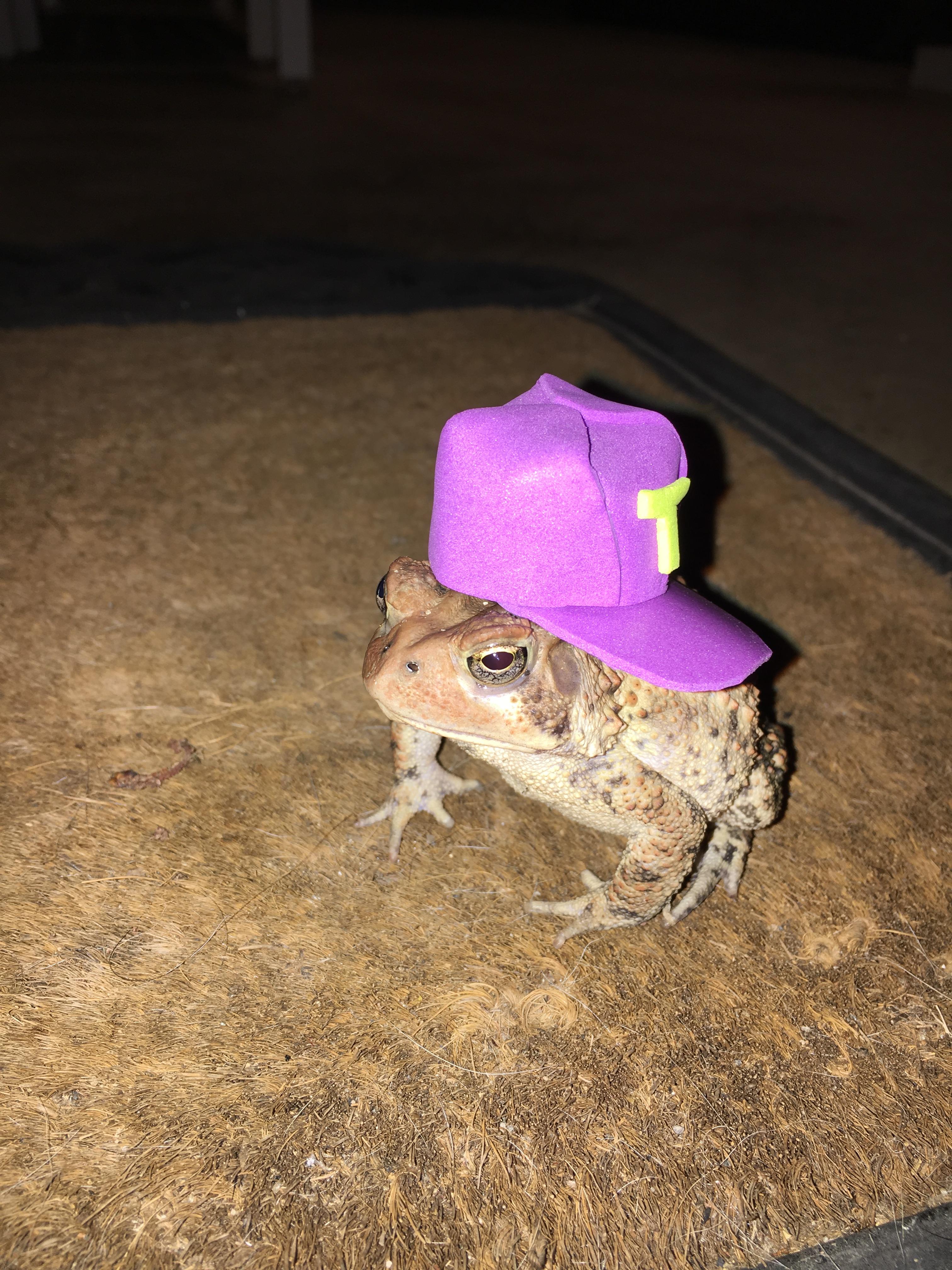 Man makes cute hats for toad that visits his porch 5