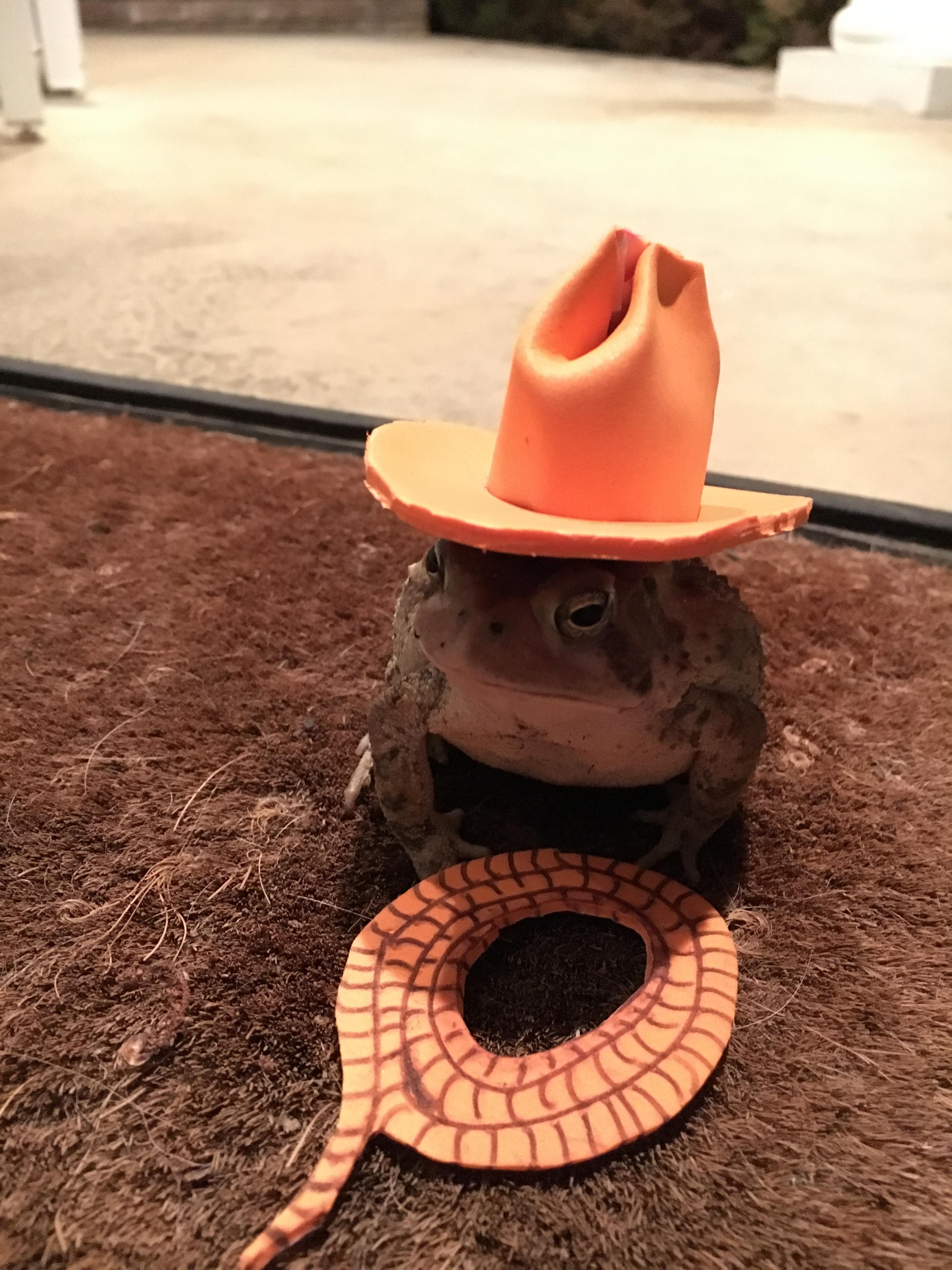 Man makes cute hats for toad that visits his porch 6
