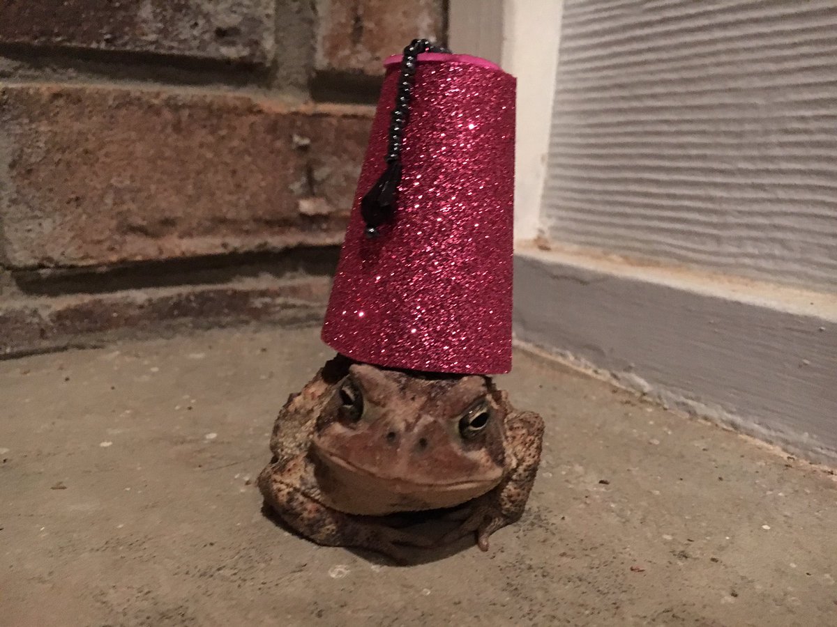 Man makes cute hats for toad that visits his porch 8