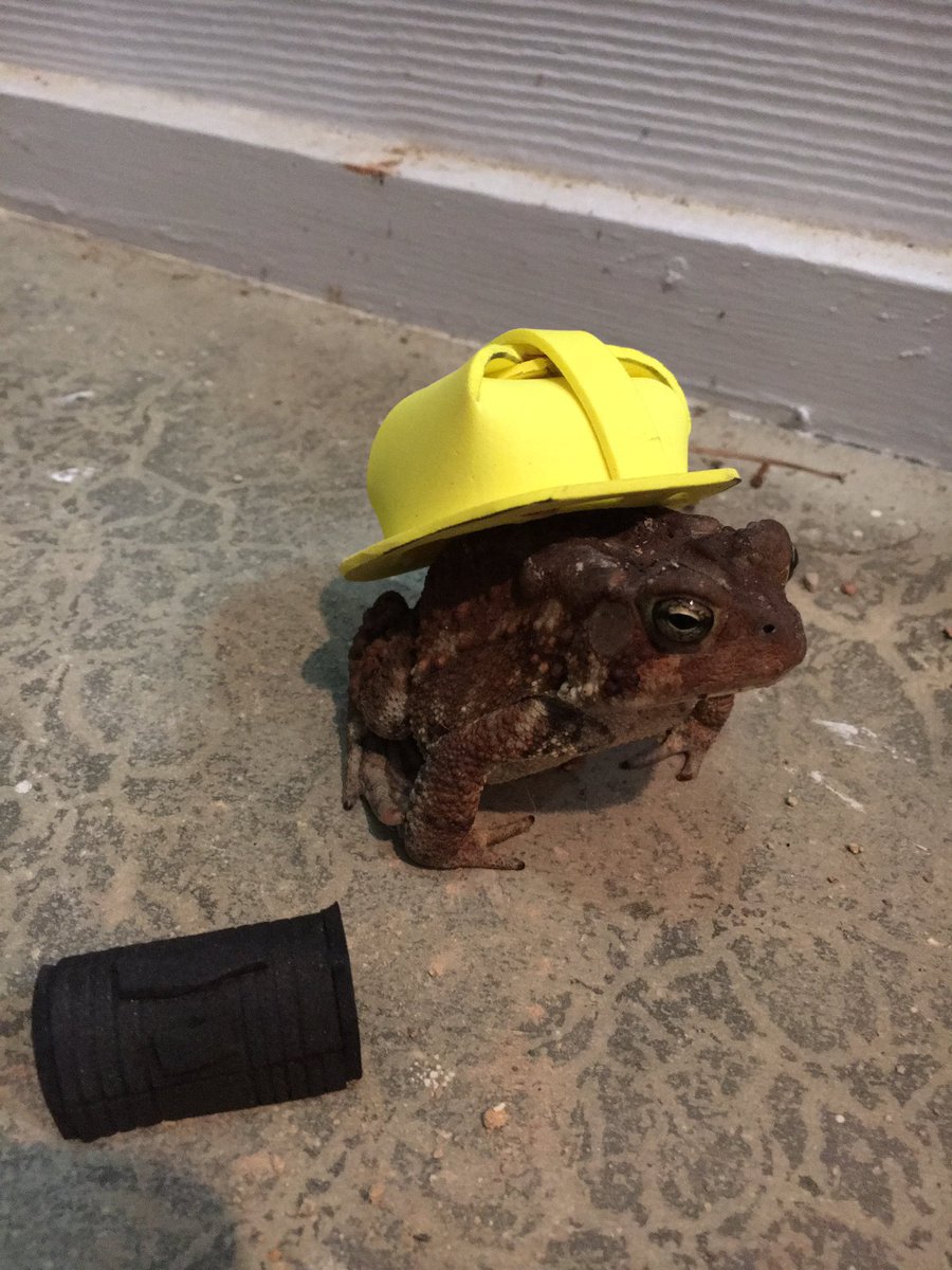 Man makes cute hats for toad that visits his porch 9