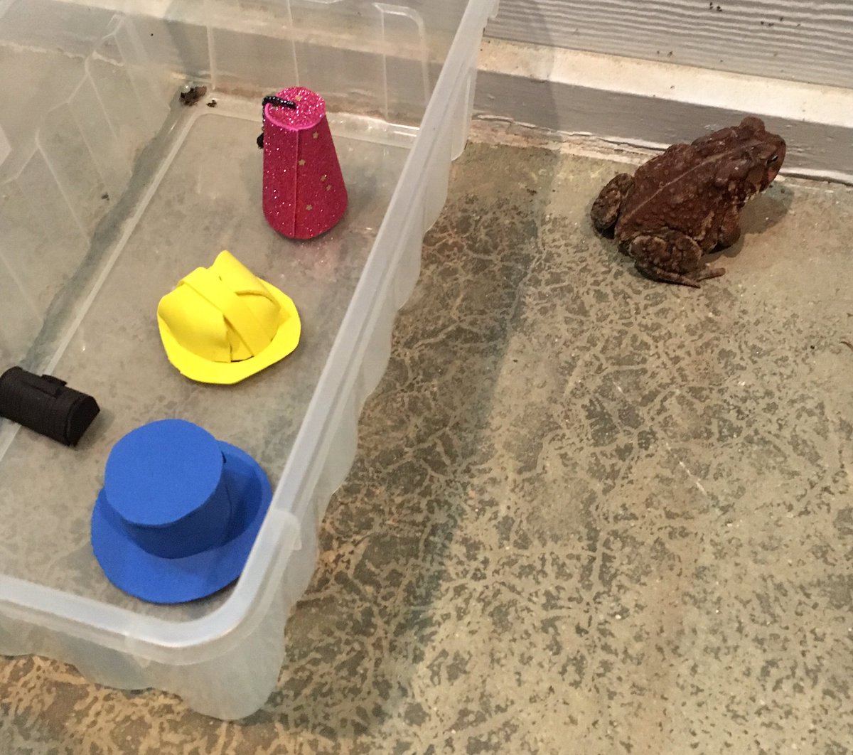 Man makes cute hats for toad that visits his porch 10