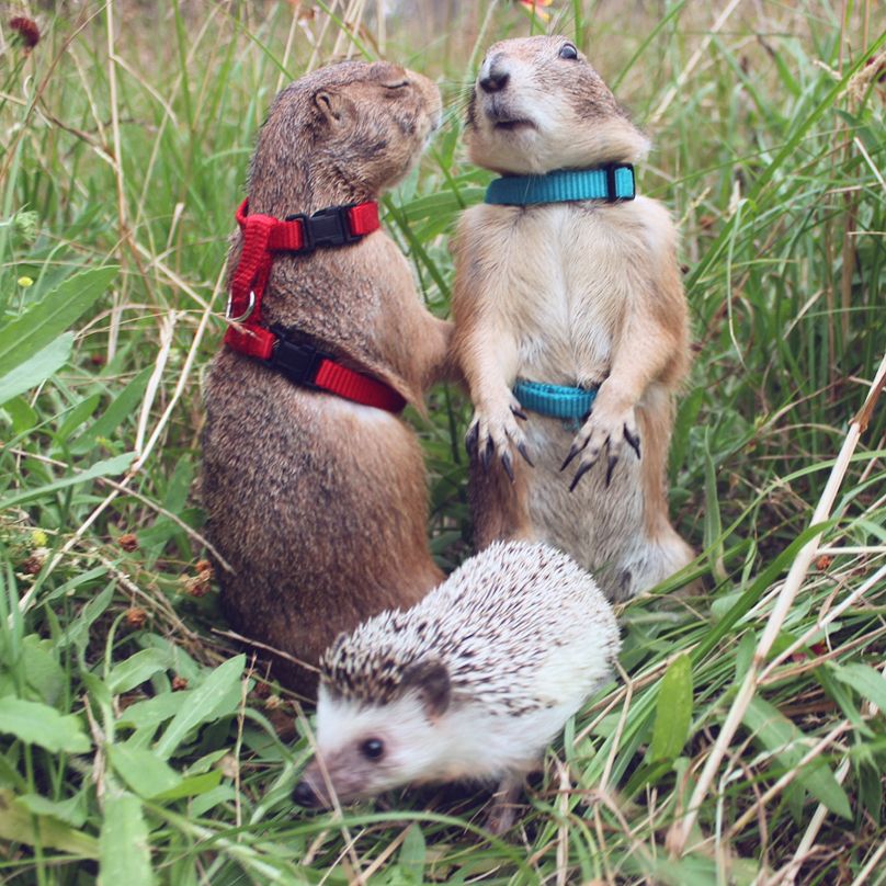 prairiedogpack