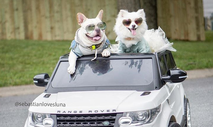 Stylish Pupper Couple, Sebastian Loves Luna  had the Cutest Engagement Photo Shoot of All-time