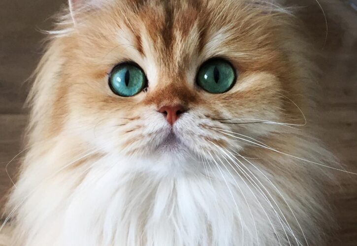 Smoothie the Cat Titled the Prettiest Cat on the Internet is a Real Life ‘Puss n Boots’