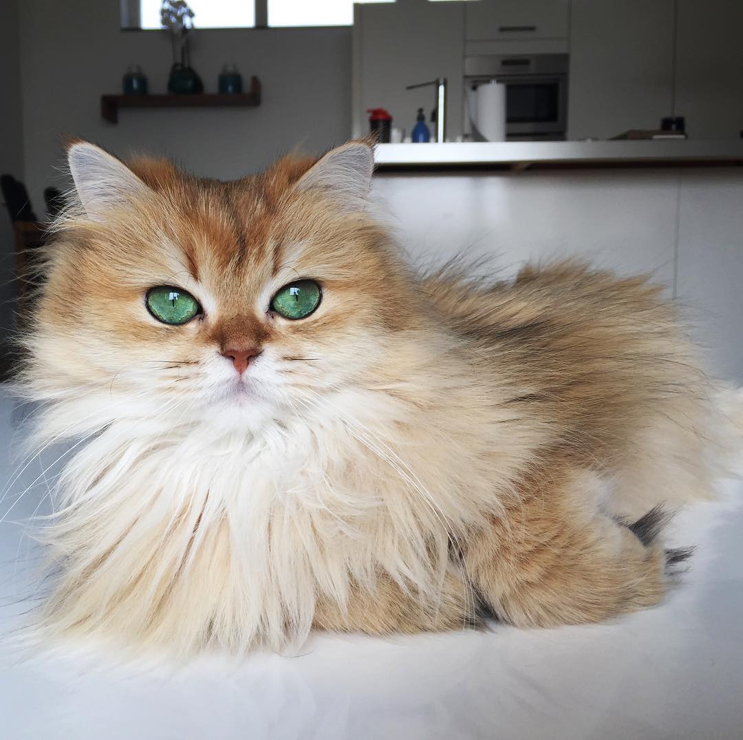 Smoothie the Cat Titled the Prettiest Cat on the Internet is a Real Life  'Puss n Boots' - Celebrity Pets