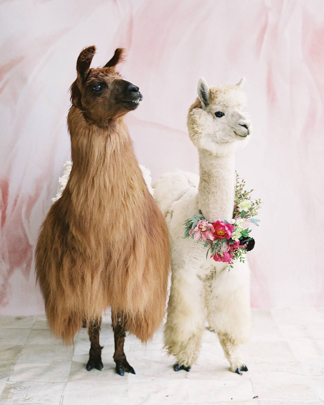 weddingllamas