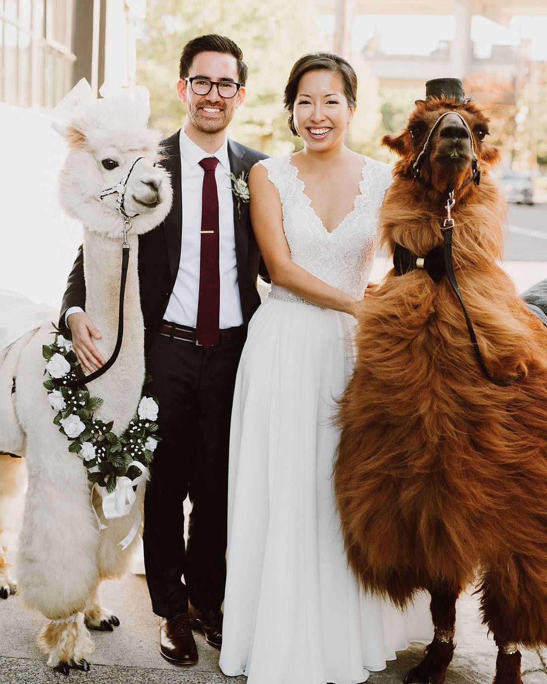 weddingllamas