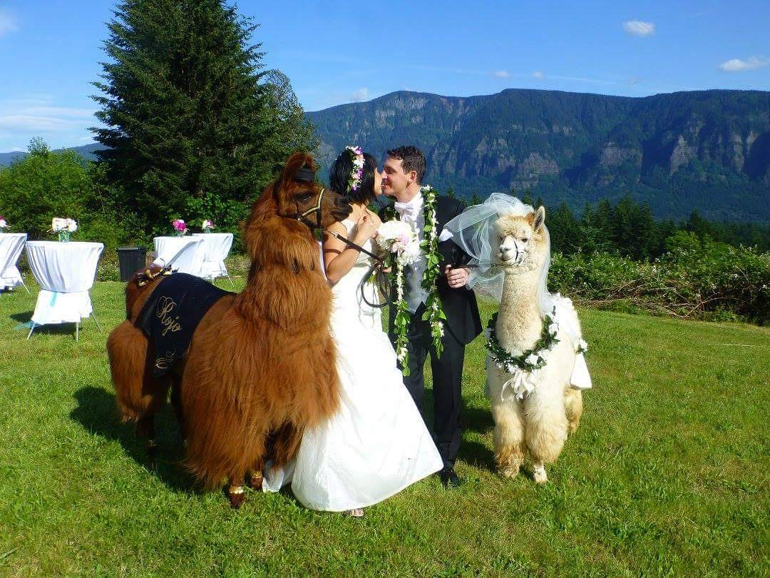 weddingllamas