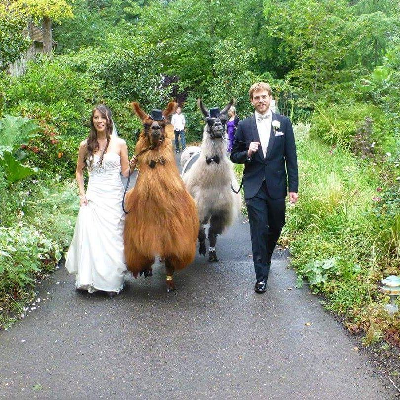 weddingllamas