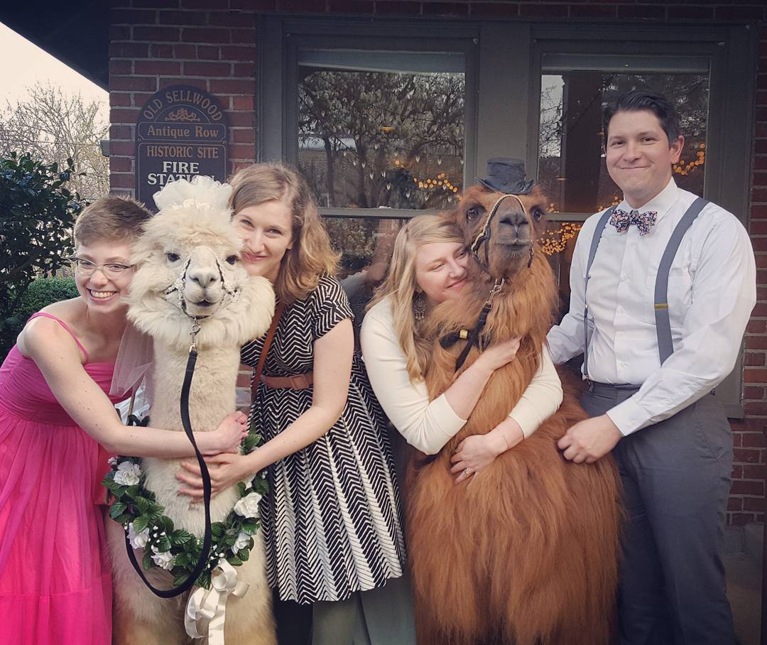 weddingllamas